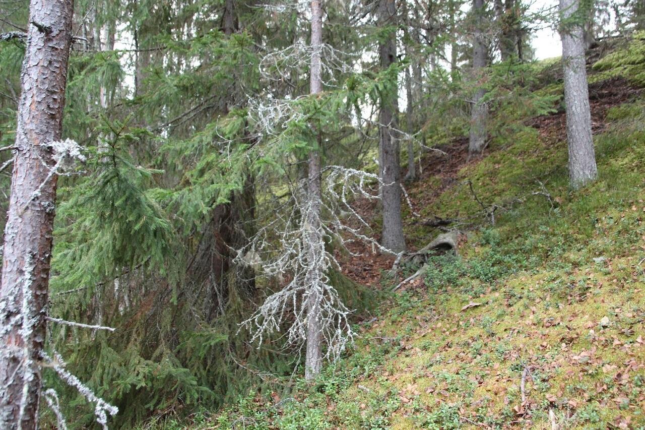 Myydään Omakotitontti Paltamo, Uura, Leppikoskentie g33774