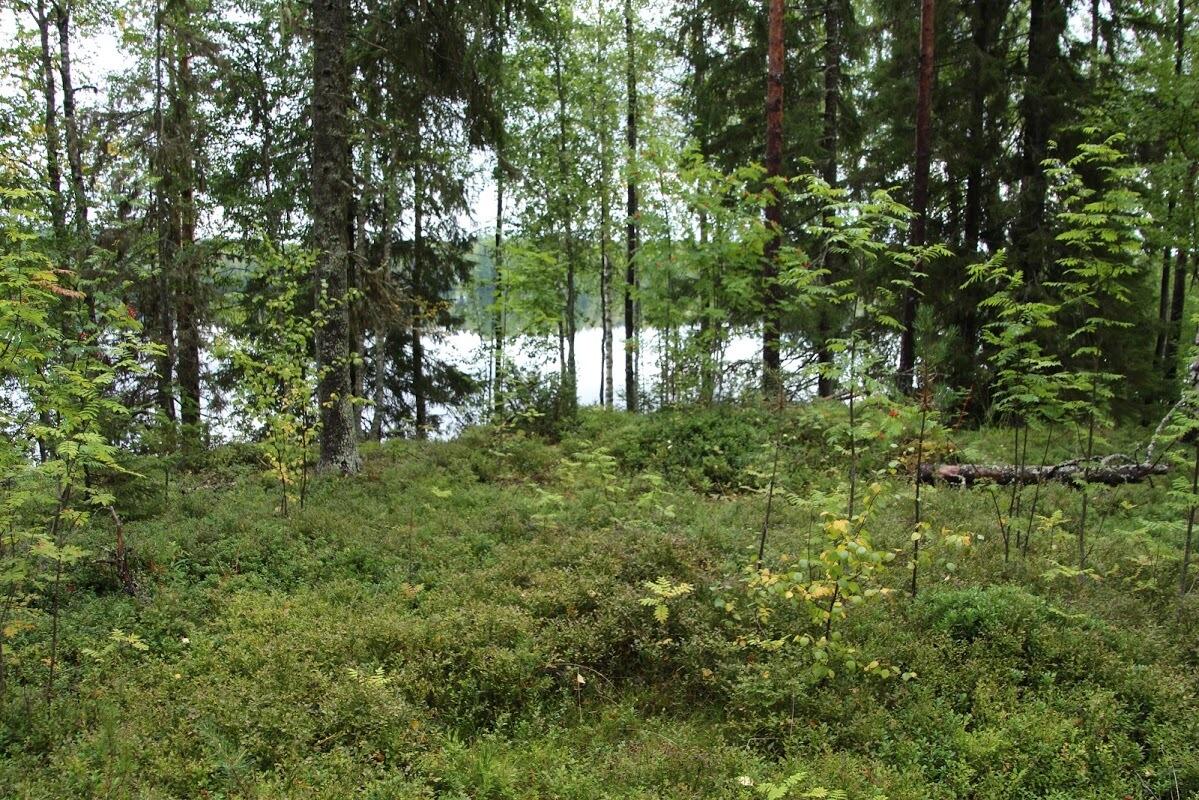 Myydään Omakotitontti Paltamo, Uura, Leppikoskentie g33774