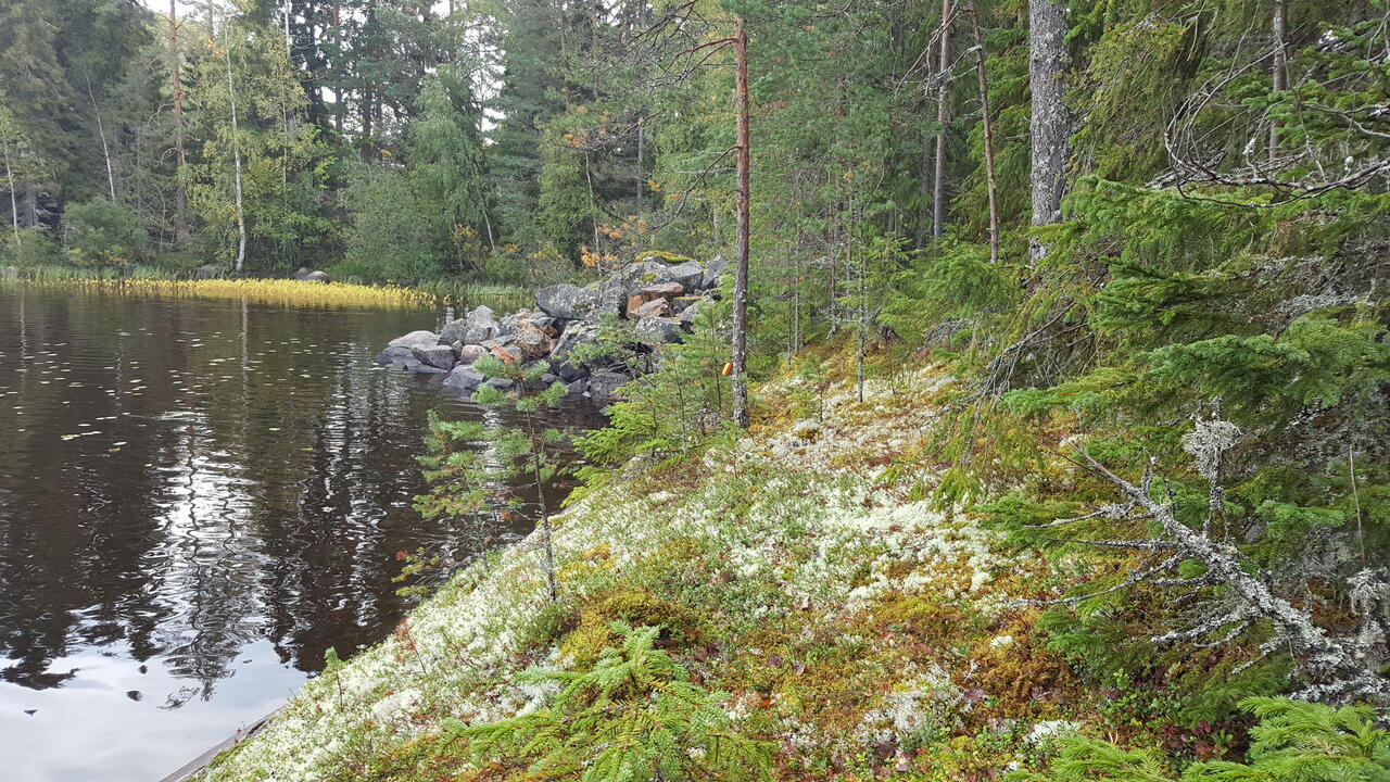 Tontit kokkola