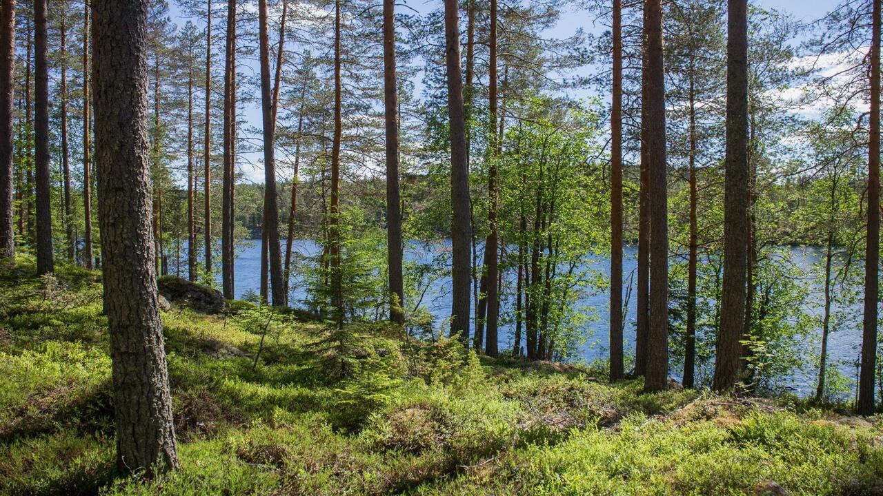 Myydään Vapaa-ajan tontti - Savonlinna, Savonranta, Enonkoskentie 6861 ...